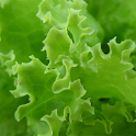 Diet food icon