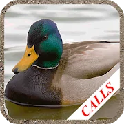 Duck Hunting Calls icon