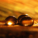 Golden Drops Live Wallpaper Golden Drops Live Wallpaper APK
