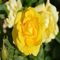 Regalan Flores Amarillas Download Regalan Flores Amarillas Download APK