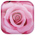 Rose live wallpaper APK